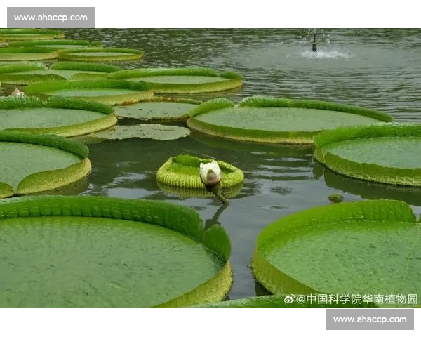 亚马孙王莲：黑夜绽放的 “善变花王”